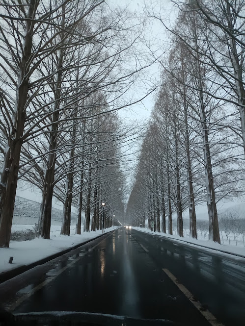 雪の積もった並木と濡れた道