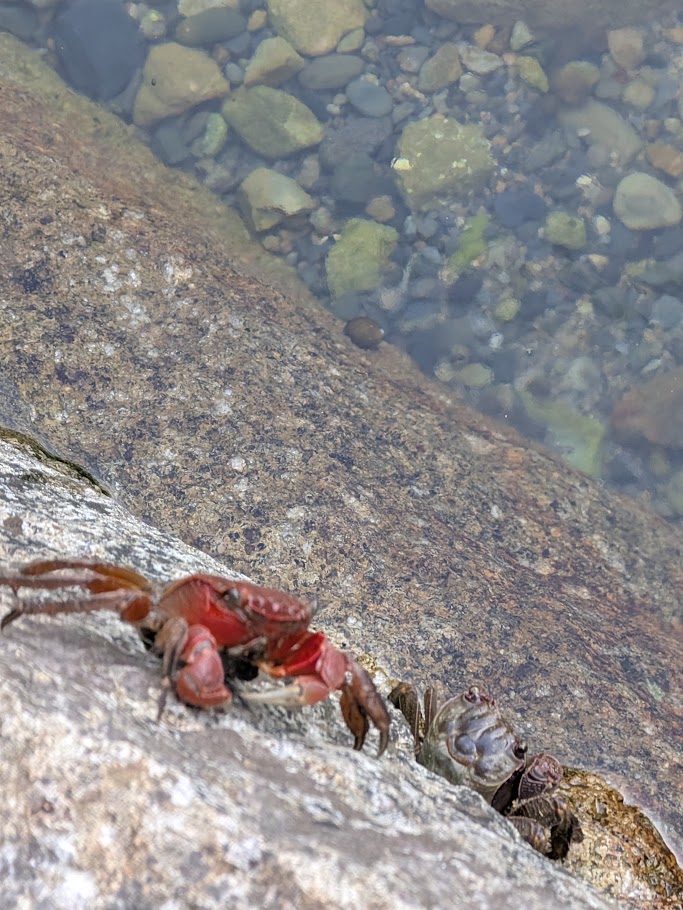 透明な水のそば、岩の隙間にいる赤いカニと灰色のカニ