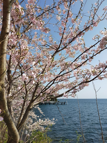 岸辺の桜の枝越しに見える青い湖と足もとの草