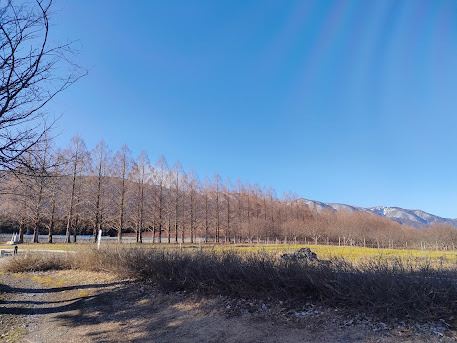 青空の下に延びる裸枝の並木と遠くの山